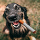 🎉Limited Time 50% Off: 🐕Uniquely Shaped Cigarette 🚬Sound Pet Toy