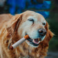 🎉Limited Time 50% Off: 🐕Uniquely Shaped Cigarette 🚬Sound Pet Toy