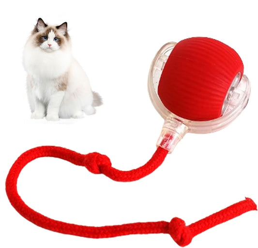 🔥New year Hot Sale 60% OFF 🎁Pet Spin Kit