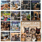 🏆 Last Day Special Price £7.99! 🗓️🐱 2027 Funny Cats Wall Calendar – Sassy Cats & Hilarious Quotes