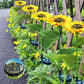 🔥Hot Sale🌻50K+ SOLD! 🎁✨Sunflower Solar Garden Stake Led Lights