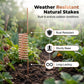 🔥Summer Hot Sale 70% Off🔥Copper Spiral Antenna Plant Stakes