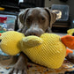 😍Super Cute Companion Quack-Quack Duck Dog Toy🐶