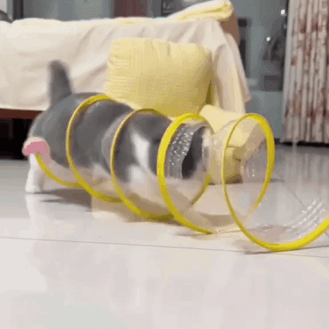 Cat Coil Toy - Buy 2 Free Shipping Today! – verginy